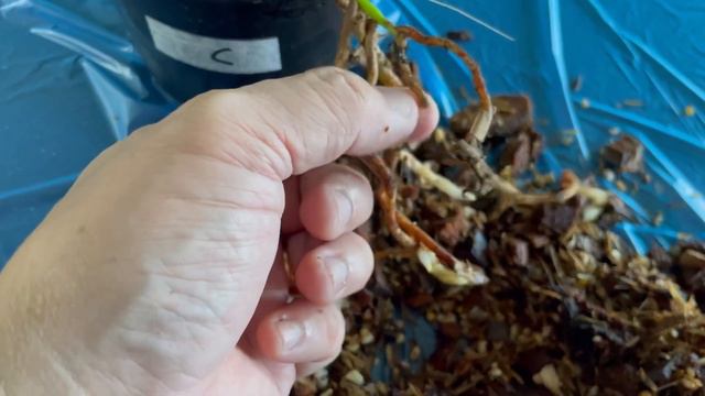 Roots' Check And Repotting - Anthurium 'Delta Force'