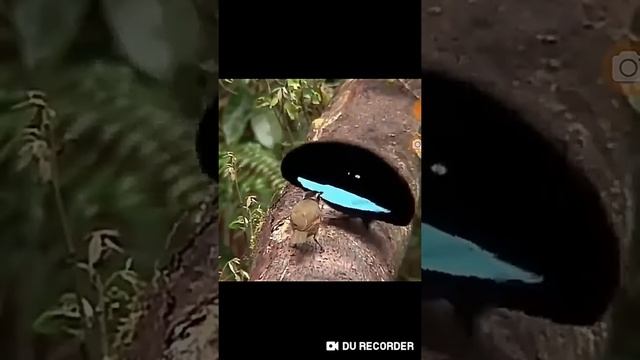 Брачный танец самца райской птицы! смотреть онлайн