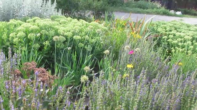 Малоуходный цветник возле двора. Что посадить чтоб не выкопали? смотреть онлайн