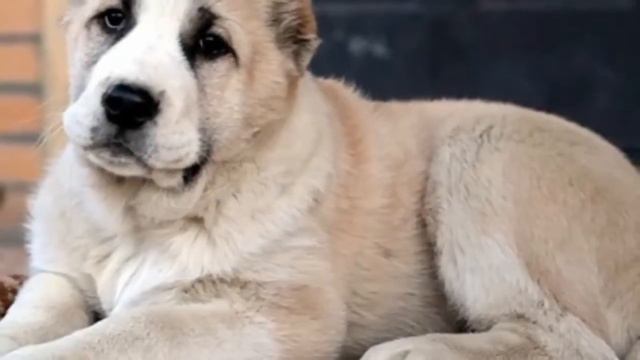 Alabay - Central Asian Shepherd Dog #dogs #shepherd #asian #alabay #alabai смотреть онлайн