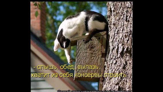 Смешные картинки про кошек и котят Выпуск №57 FUNNY CATS СМЕШНЫЕ КОШКИ смотреть онлайн