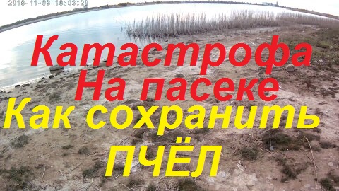 Как спасти пасеку от гибели_Что можно сделать для сохранения пчел.Доживут ли пчелосемьи до зимы. смотреть онлайн