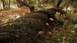 КРЫМ РУСКОЕ МОРЕ Часть вторая Стрижак Сергей Игры Богов Почему историки искажают историю