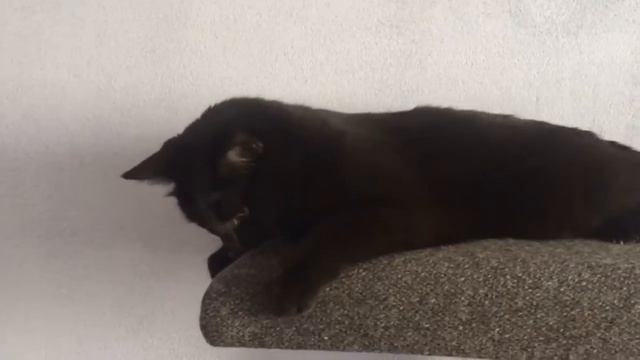 Домик для кота / Игра и отдых смотреть онлайн