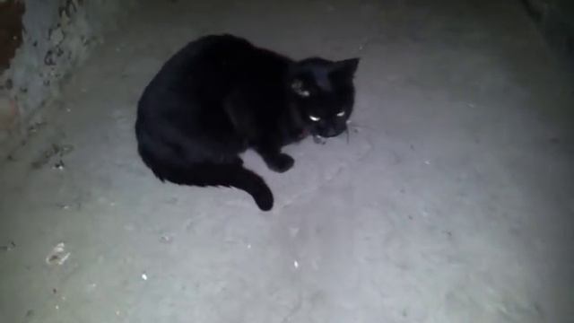 Бандеровская кошка съела мышку смотреть онлайн