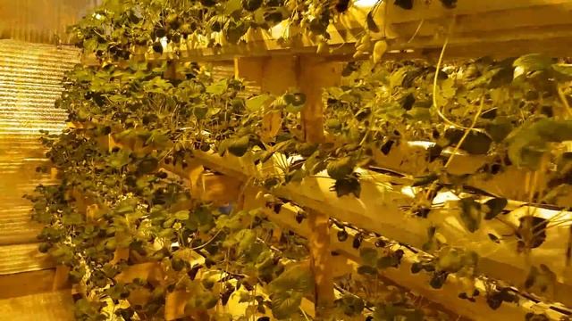 // СВЕТОДИОДЫ ИЛИ ДНАТ // PH МЕТР СОШЁЛ С УМА // ОХЛАЖДЕНИЕ ГРОУБОКС // смотреть онлайн