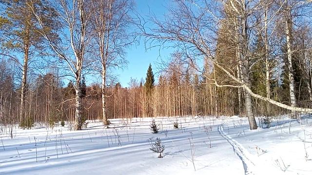 Весенний лес или 4000 рублей за день. Наста так и не дождался.... смотреть онлайн