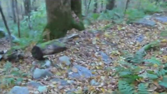 Kate and Margaret Hunt for Foliage смотреть онлайн