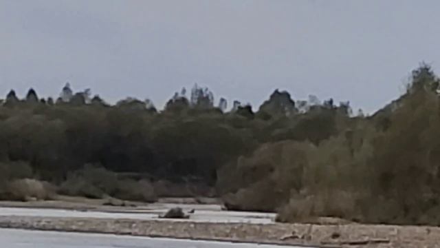 Airgun Diana 4.5 (177) shooting 550yd (503 meters) смотреть онлайн