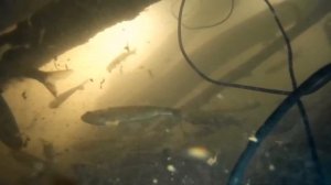 Съемка подо льдом на рыбалке на р.Шегарка в устье р. Юкара- 15.02.15