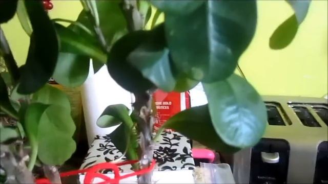 Rooting euphorbia milii plant смотреть онлайн