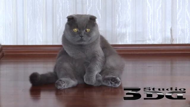 Котяра смотреть онлайн