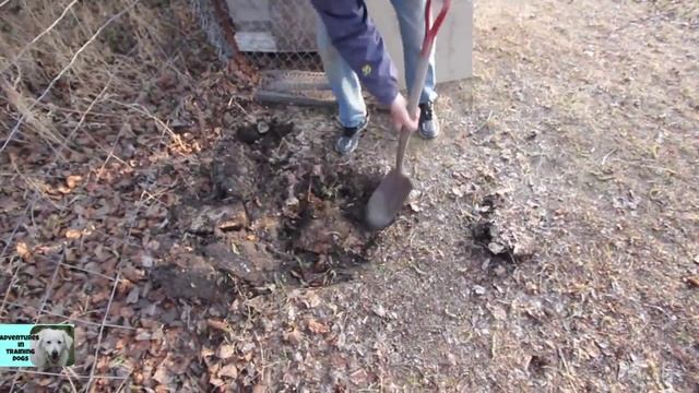 DIY Dog Waste Composter смотреть онлайн