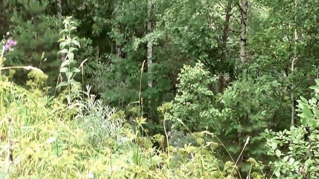 Video test Panasonic HC V380 Full HD смотреть онлайн