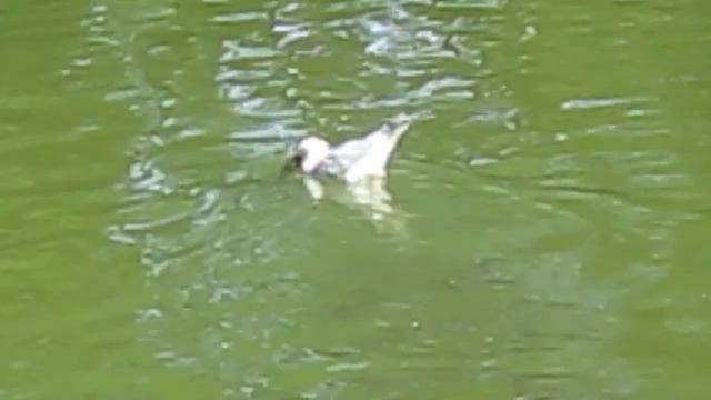 ЧАЙКА ловит рыбу!!!!! смотреть онлайн