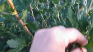 Крыжовник Орфей   замечательный вкус и урожайность!