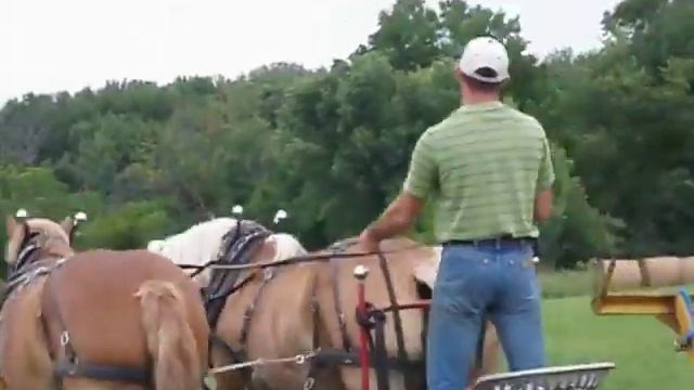 Конный привод вместо небольшого трактора. Конный рулоновоз. смотреть онлайн