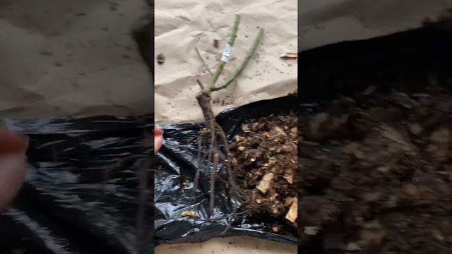 Саженец Роза Минерва от гардемарт смотреть онлайн