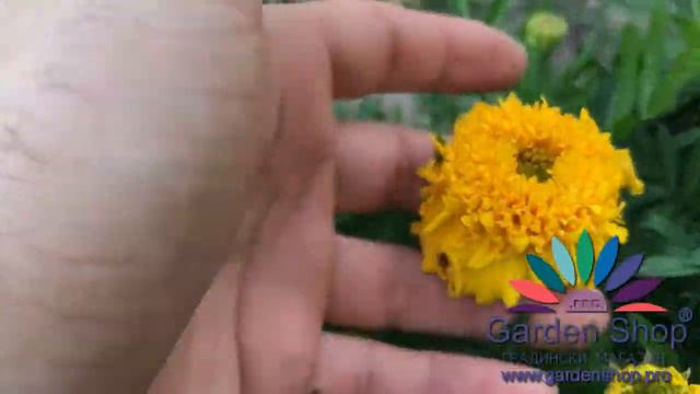 Моят жълт Тагетис с двойни цветове - Tagetes patula nana смотреть онлайн