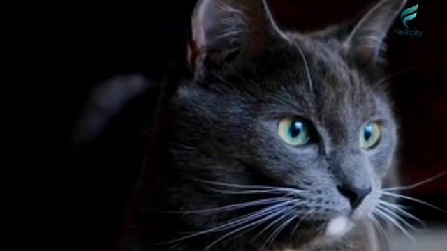 A Man Set Up Camera In His Room To Check Out What His Cat Do At Night Shocked Everyone.