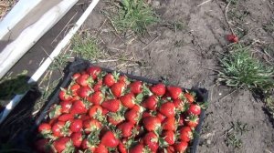 КЛУБНИКА КЛЕРИ - первый сбор