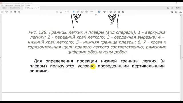 42 Границы легких и плевры смотреть онлайн