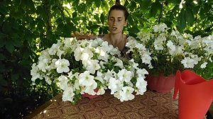 Вегетативная петуния  Фанфара белая и семенная ампельная Success White