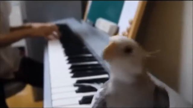 Попугайчик напевает песню Смешные попугаи смотреть онлайн