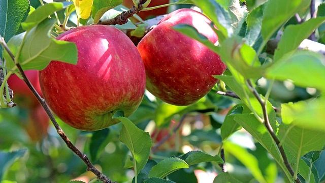 ЯБЛОНЯ БУДЕТ МОЩНО ПЛОДОНОСИТЬ КАЖДЫЙ ГОД, ЕСЛИ ДЕЛАТЬ ТАК, ВАЖНО смотреть онлайн