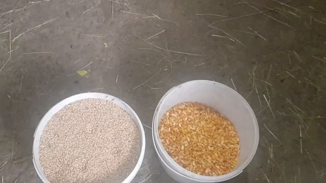 Почему не покрываются самки? Чем кормлю кроликов ? смотреть онлайн