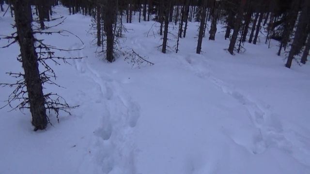 ПРОВЕРКА ГЛУХАРИНОГО ТОКА И КАК ЕГО НАЙТИ. CHECK CAPERCAILLIE CURRENT, AND HOW TO FIND IT. смотреть онлайн
