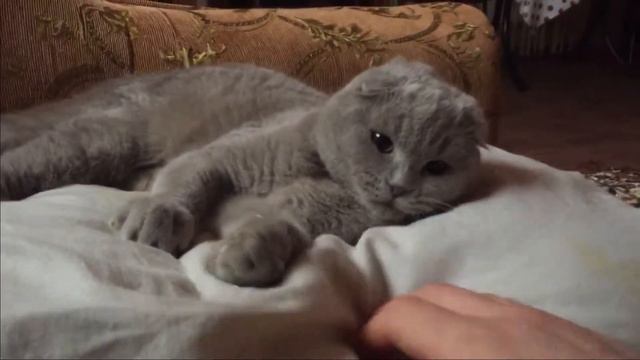 Кот по кличке Пух 😂 смотреть онлайн