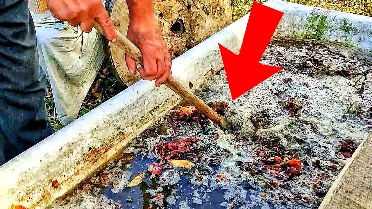 Подкормите Этим Помидоры, и они завалят вас урожаем смотреть онлайн