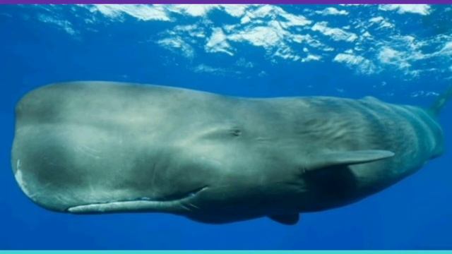 Кашалоты / Факты, питание, обитание / Зубатые киты смотреть онлайн