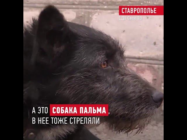 Конституция против живодеров смотреть онлайн