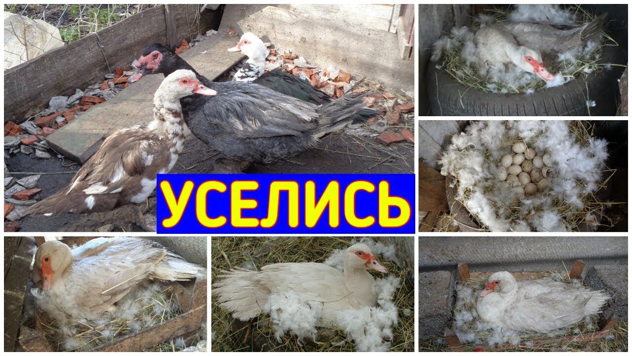 Индоутки на яйцах/Сколько яиц подкладывать под Индоутку/Мускусные утки/Высиживание утят/Села на яйца смотреть онлайн