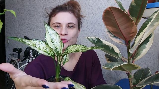 4.5 Новичка!?Очень красивые растения?Цветочные будни?Укореняю Гинуру?Фиолетовый цветок?Грунт?Дренаж смотреть онлайн