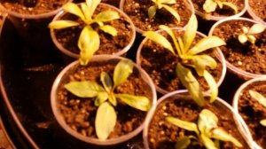 иван чай выращивание семенами