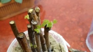 Размножение малины черенками.Провальный результат эксперимента.