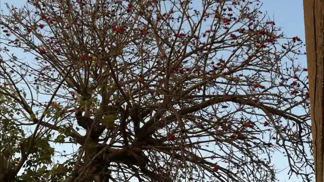 בחצרנו אמיר גלבוע смотреть онлайн