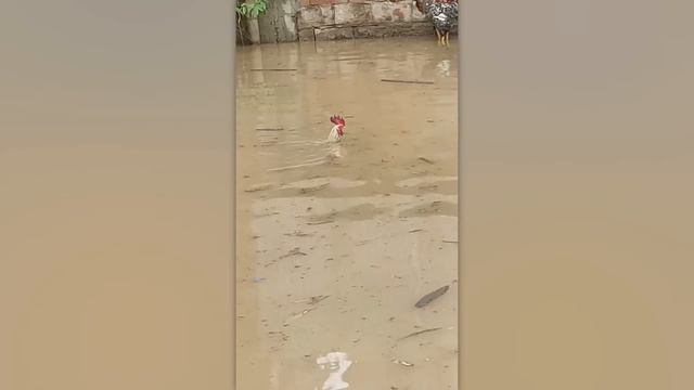 Incredible Moments Caught on Camera смотреть онлайн