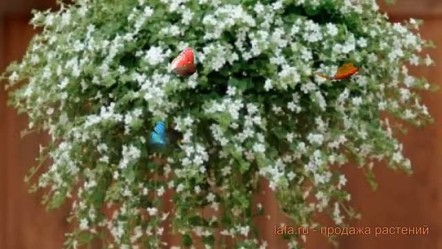 Бакопа обыкновенный Сноутопия ? бакопа Сноутопия обзор: как сажать семена бакопы Сноутопия