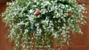 Бакопа обыкновенный Сноутопия ? бакопа Сноутопия обзор: как сажать семена бакопы Сноутопия