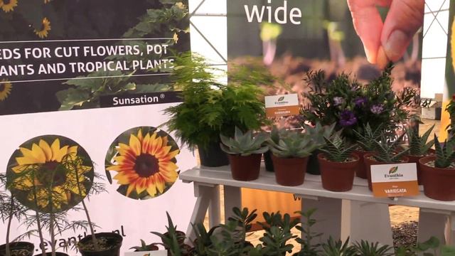 Spring Trials 2019 - Evanthia смотреть онлайн