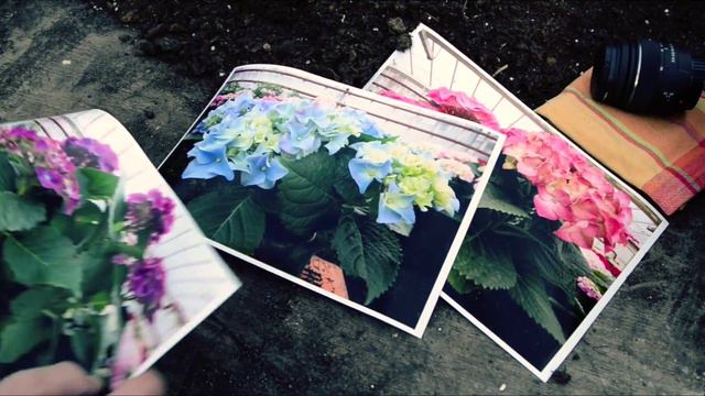 Hortensia смотреть онлайн