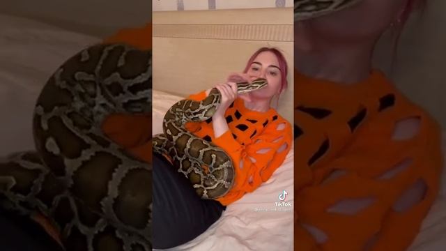 Когда неделю не видела своего питомца #питон #тигровыйпитон #змеядомашняя смотреть онлайн