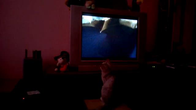 Кот смотрит телевизор