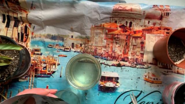 Пересаживаю СТРОМАНТУ смотреть онлайн