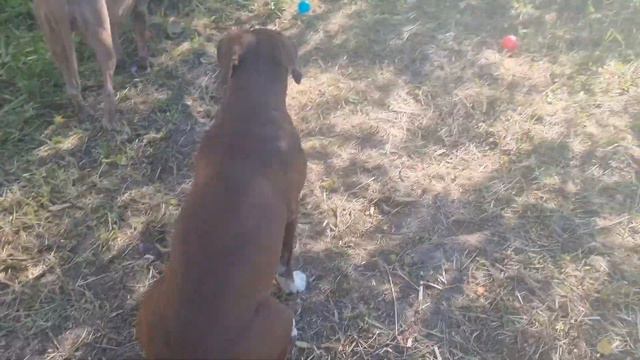 Самый красивый питбуль/ Анхелия Красотушка смотреть онлайн