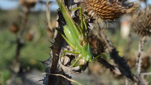 Кузнечик. Как поет зеленый кузнечик. смотреть онлайн